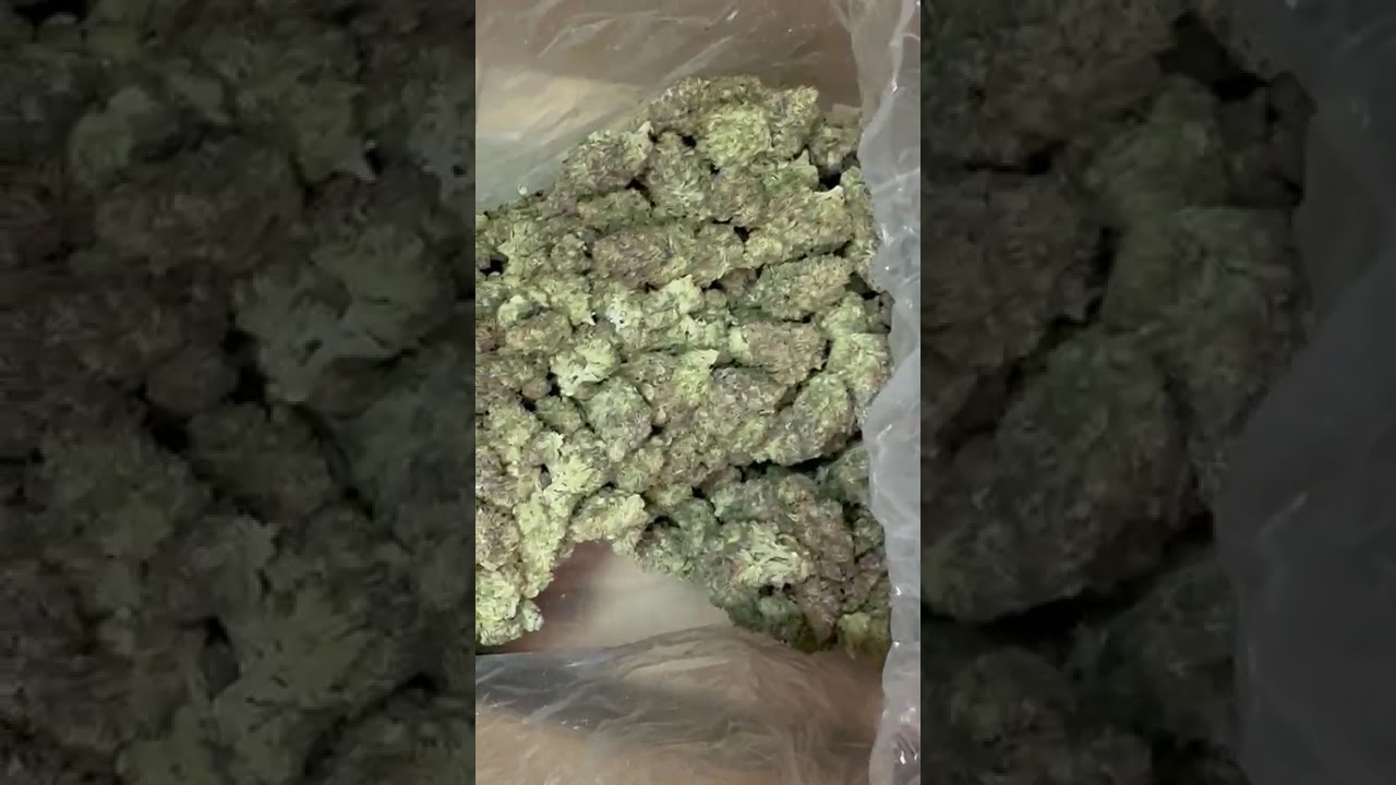 Oregon #1 Touchdown | Exotic Indoor THCA Pounds • AA Indoor Delivery