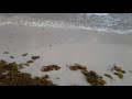 Playa del Carmen con sargazo 17 de abril de 2019