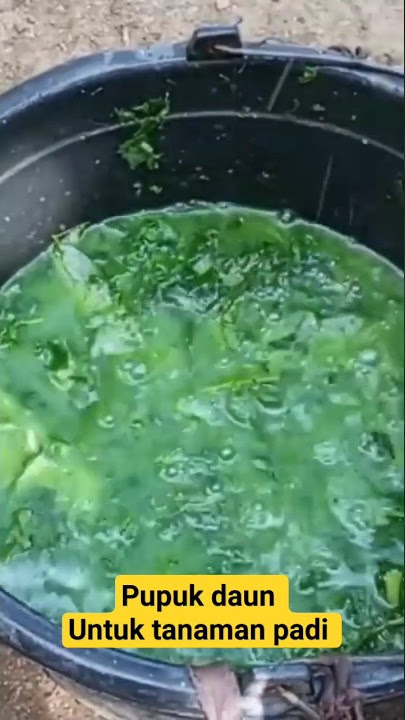 Pupuk daun untuk tanaman padi masa vegetatif untuk mperbayak anakan padi #pupukcair #pupukorganik