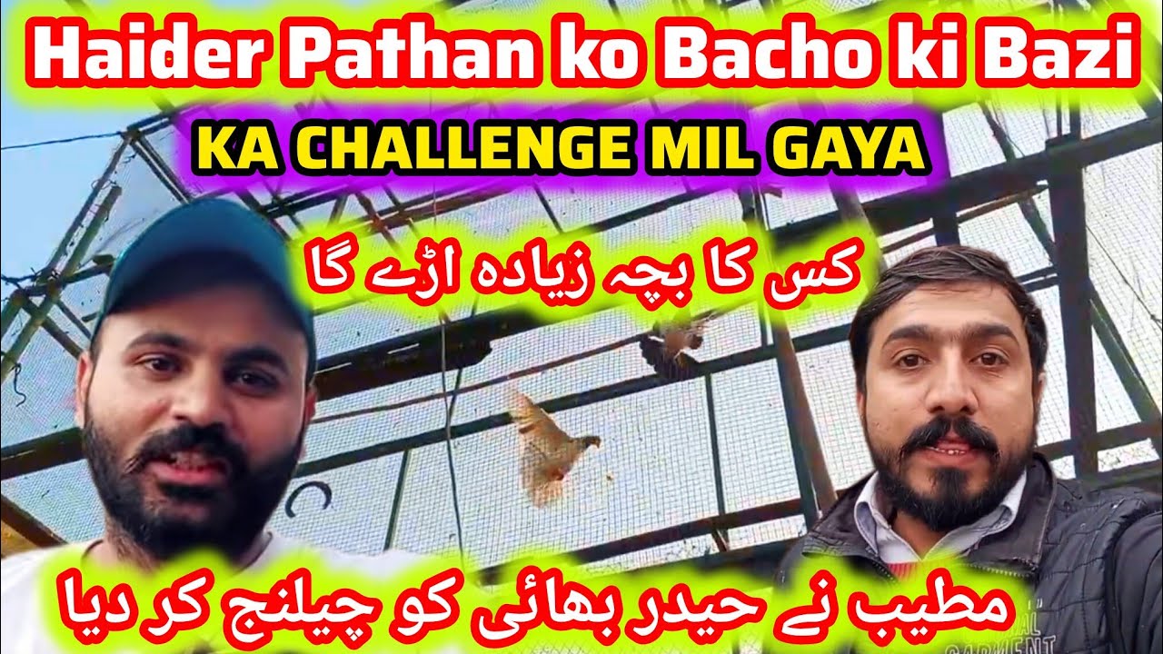 haider pathan ko bazi ka challenge  || Baby pigeons ki bazi ka challenge mil gaya 