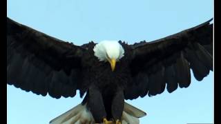 Eagle landing in high Wind in Slow Motion  amazing details