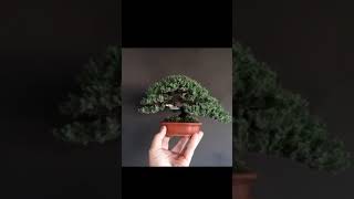 Bonsai Mame Cemara