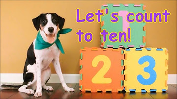Counting to Ten with Doggie Friend Mandy | Fun and Educational Video for Kids
