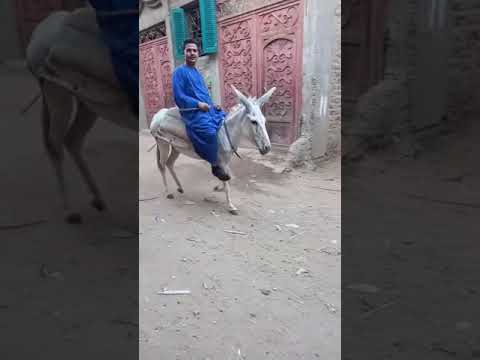 هنروح المولد 