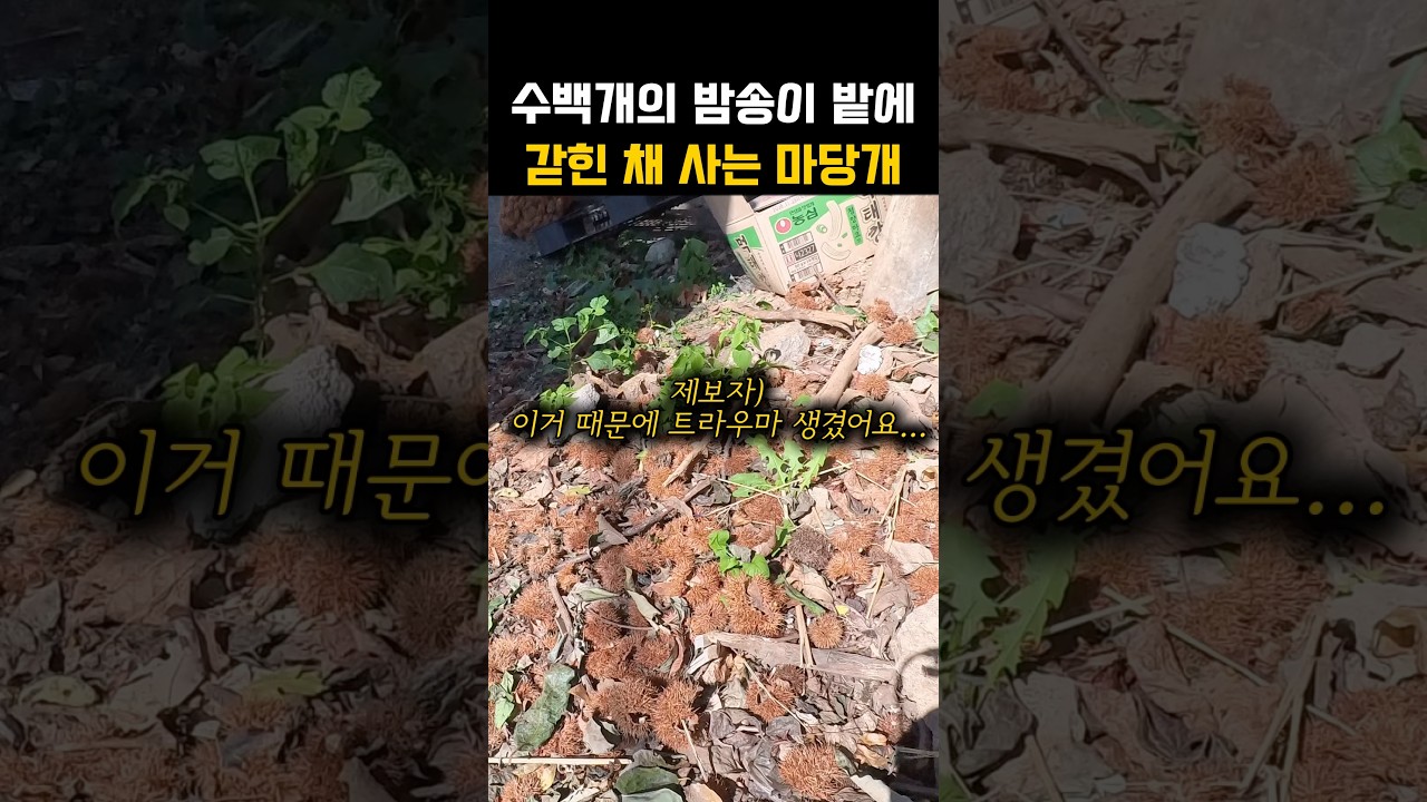밤송이밭에 갇혀버린 마당개