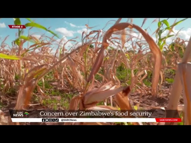Concerns over Zimbabwe's food security 