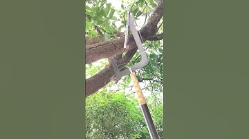 Genius Way to Rope Up and Straighten a Tall Eucalyptus Tree!