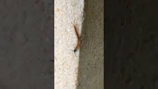 ᭚ᬮᬶᬧᬦ᭄‌᭟ (Lipan) - Kelabang - Centipede #centipede #centipedes #lipan #kelabang  40