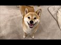4月のYouTubeライブ🐶🌸