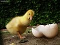 Инкубация гусиных утиных яиц. Проблемы и ошибки инкубации. Яйца инкубационные и правильный режим
