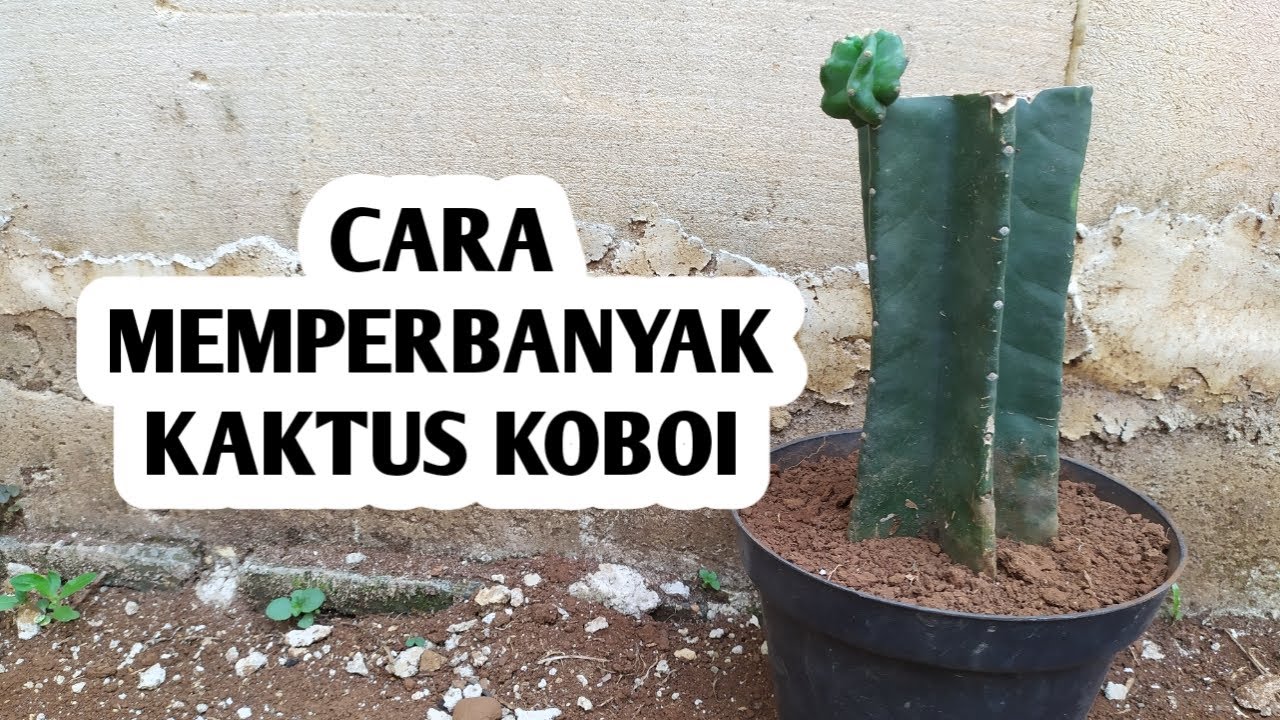 Cara Memperbanyak Kaktus Koboi Dengan Mudah Youtube