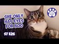 A new resident she only has eyes for boo  s7 e26  lucky ferals cat vlog  life with 11 cats