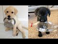 Baby Dogs - Cute and Funny Dog Videos Compilation #48 | Aww Animals