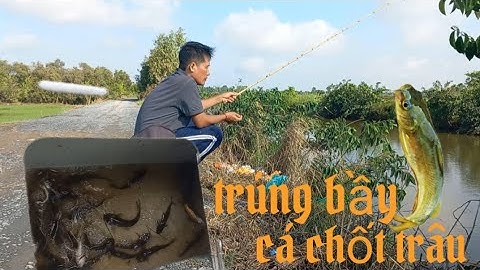 Câu Cá Thiên Nhiên Đụng Bầy Cá Chốt Trâu | Viêt Vlog |#346