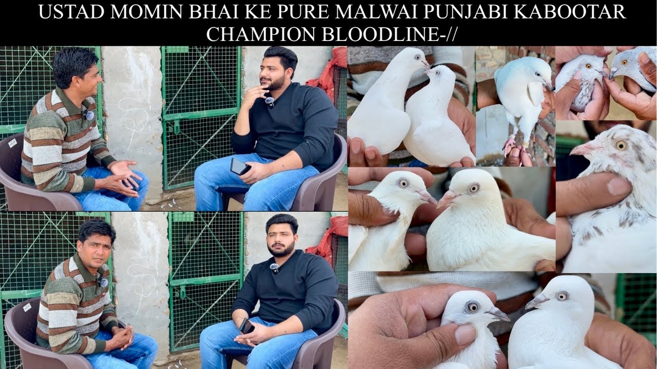 USTAD MOMIN GHAZIABAD NAHAL WALO KA INTERVIEW AUR UNKE KABOOTAR KA SHOKH:-//