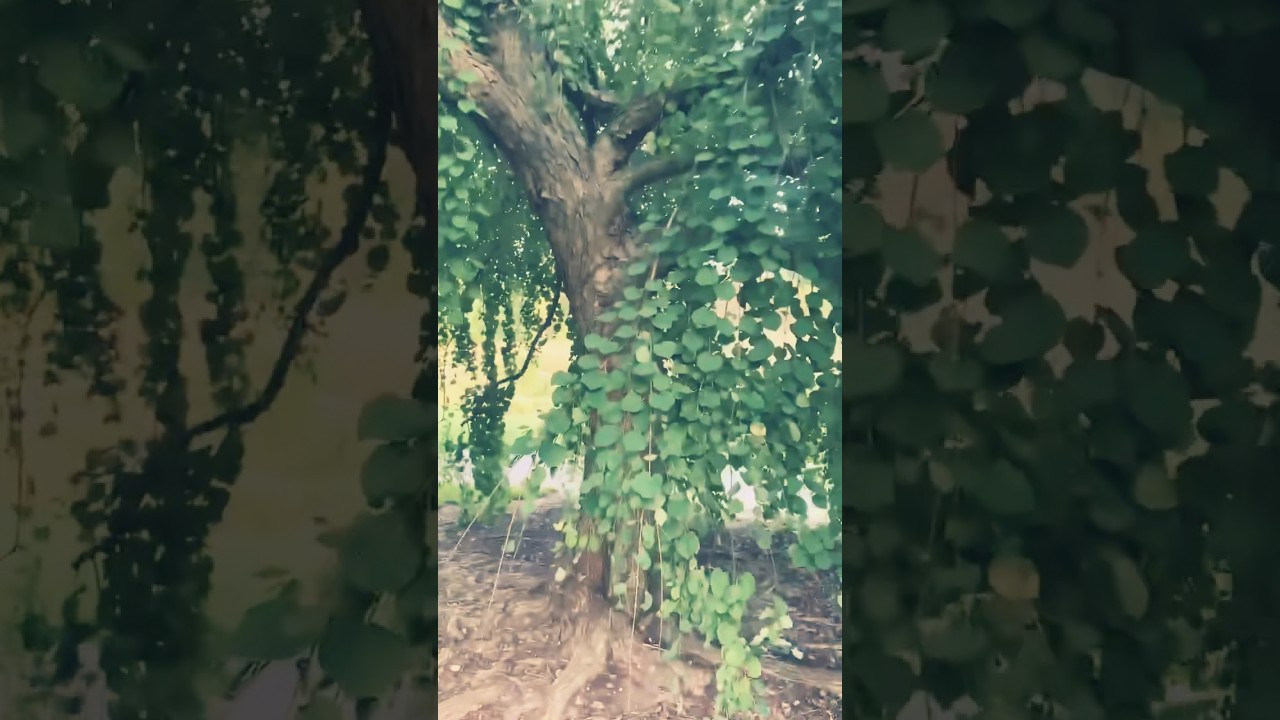 The Perfect Canopy! 💚 Walking Under a Stunning Umbrella Tree 🌿 