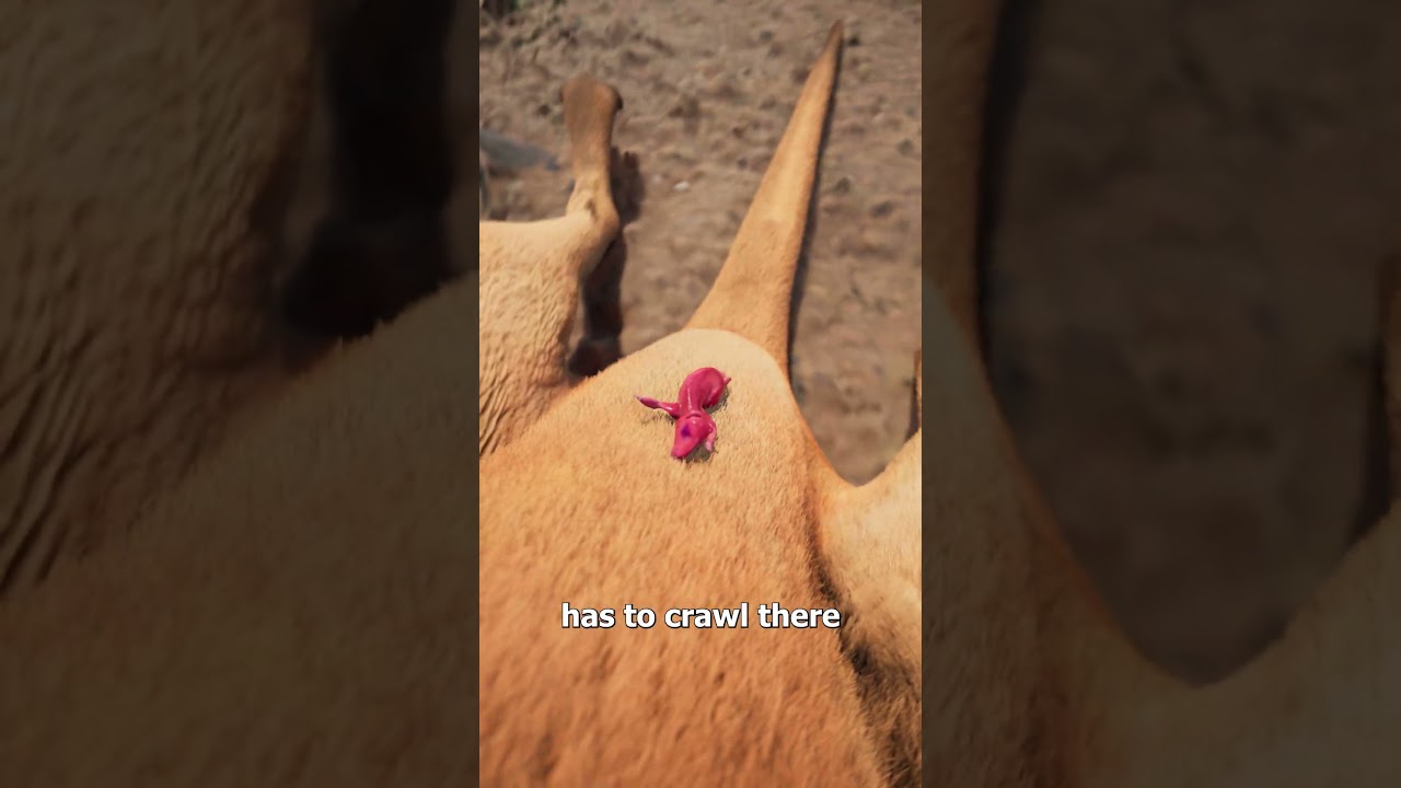 What Happens After A Kangaroo Is Born? 😮 썸네일