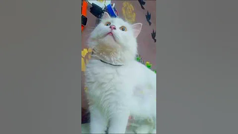 Video 11424271: catlover persiancat cutecat, persiancat cat cutecat, cutekitten persiancat