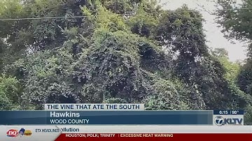 Texas A&M Overton plant expert discusses invasive kudzu