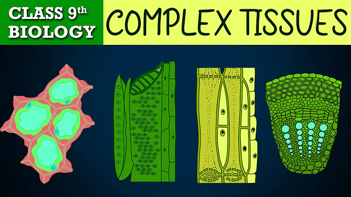#Tissues part-4 (Animated) | COMPLEX PERMANENT | CBSE CLASS 9 | Biology Chapter-6 | NCERT Science