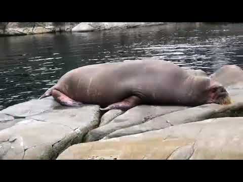 هامبورغ مع جعفر ١٥ عجل البحر حيوان ضخم و كسلان و رائع شاهد و استمتع