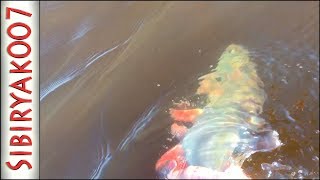 видео: Рыбалка на Ультралайт. Летом на перекате. Вот это КЛЁВ! Оторвался как надо! Язь, окунь, щука, судак картинка: Рыбалка на Ультралайт. Летом на перекате. Вот это КЛЁВ! Оторвался как надо! Язь, окунь, щука, судак