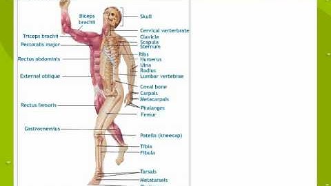 Locomotion And Movement