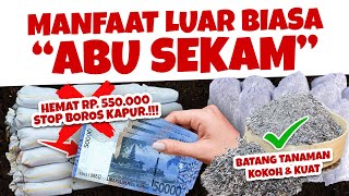 Download Lagu BATANG TANAMAN KUAT \u0026 KOKOH.❗❗❗ MANFAAT LUAR BIASA ABU SEKAM PADI, STOP BOROS KAPUR DOLOMIT MP3 Download Lagu BATANG TANAMAN KUAT \u0026 KOKOH.❗❗❗ MANFAAT LUAR BIASA ABU SEKAM PADI, STOP BOROS KAPUR DOLOMIT MP3
