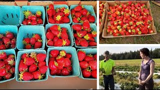 Strawberry Farming in Interior Alaska with Andy Harper – In the Alaska Garden with Heidi Rader