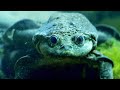 Titicaca Water Frog Adaptations
