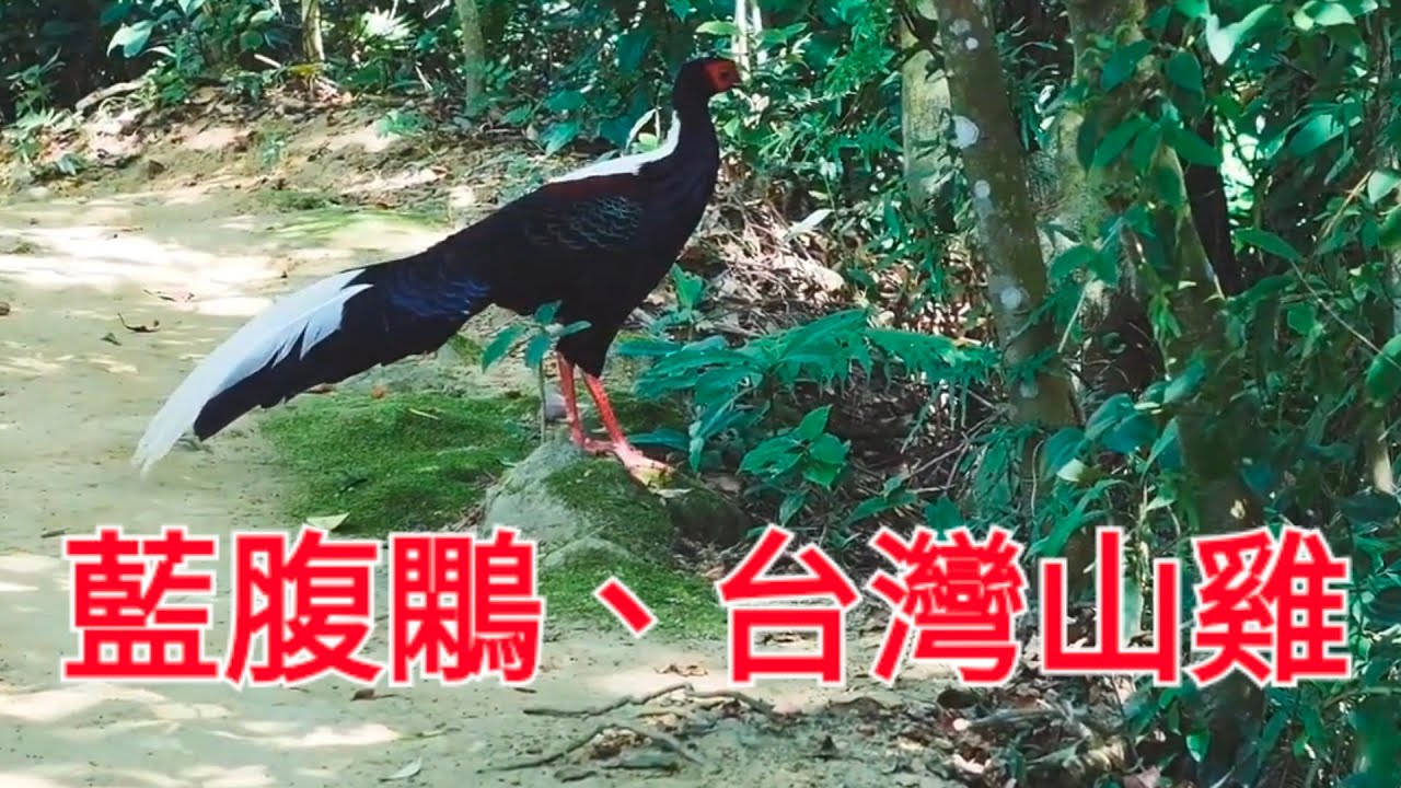 #埔里 ,#虎頭山 ,#藍腹鷴, #台灣山雞 ,#埔里鎮 ,#南投縣 ,埔里,2023,#zeen_chen,#zeenweb #birds ...