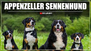Meet the Appenzeller Sennenhund Dog  The Swiss Alsatian