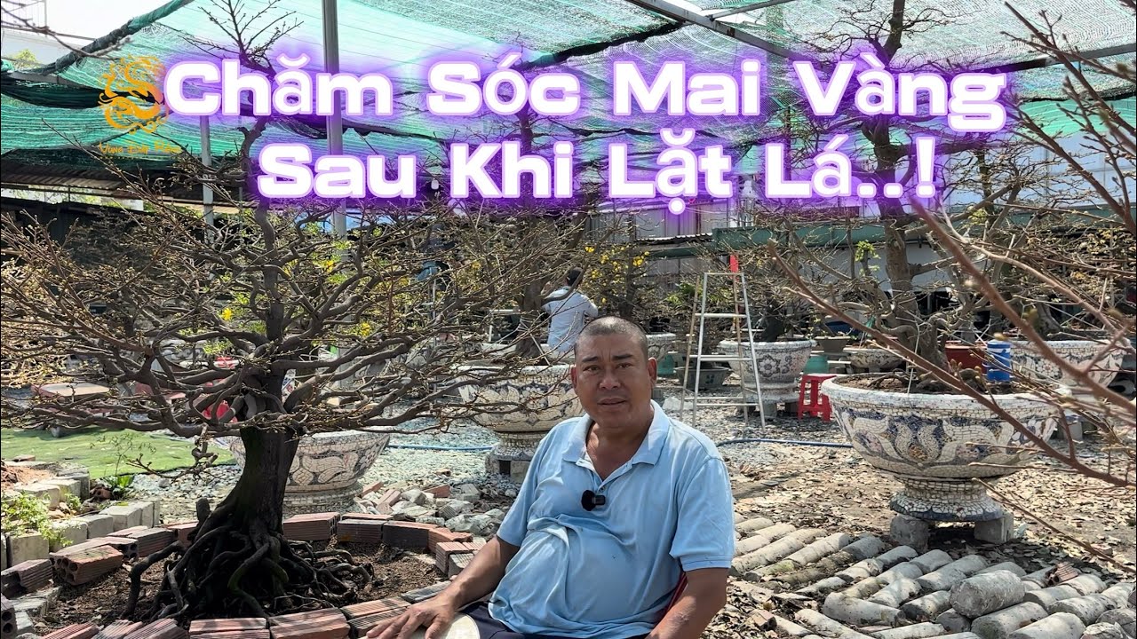 💥Vườn Mai Phương Bình hướng dẫn chăm sóc Mai Vàng sau khi lặt lá|Vùng Đất Rồng 