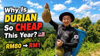 The Real Reason Durian Prices Dropped A Lot This Year 🇲🇾