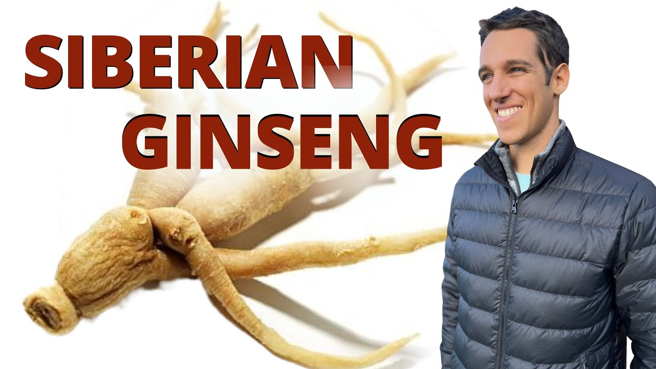 Benefits of Siberian Ginseng aka Eleuthero for Focus, Performance