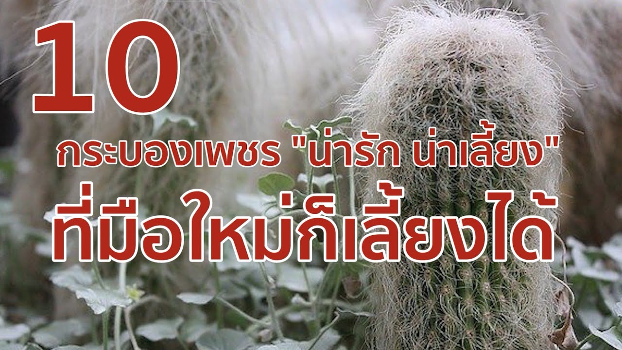 10 กระบองเพชร น่ารัก น่าเลี้ยงที่มือใหม่ก็เลี้ยงได้