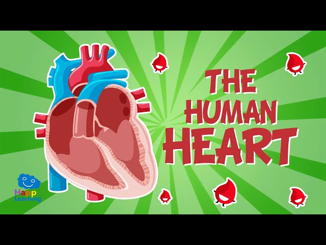 Heart Facts for Kids - Learn Definition, Facts & Examples