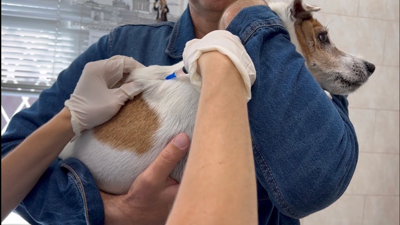 Вакцина для собак каниген