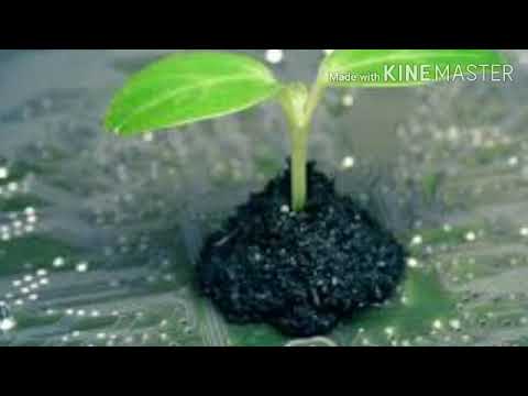 تصویری: در حال رشد گیاه هانیس پانیکولاتا در آب و هوای سرد