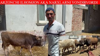 MANA ENG ARZONCHI ILHOMJON AKA EKAN BUQALARNI TEKIN QIVORDIYU SHOSHILAMIZ