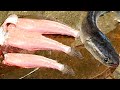 Live Murrel Fish Cutting Skinless - Fastest Fish Cutting Skills - Big Fish World