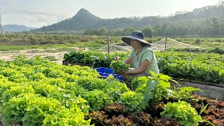 EP.15 ตัดผักครั้งแรกในพื้นที่ใหม่ ฝนยังคงตกหนัก  |Thailand Lifestyle