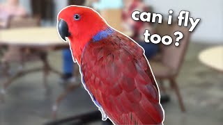Are Eclectus Parrots Good Freeflight Candidates? | Tony and Jellybean