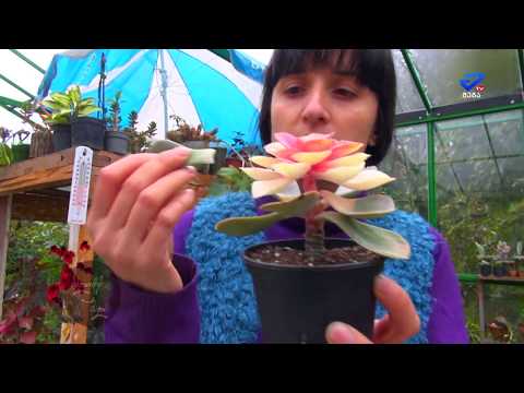 ვიდეო: ლავანდის მცენარეების გამრავლების 4 გზა
