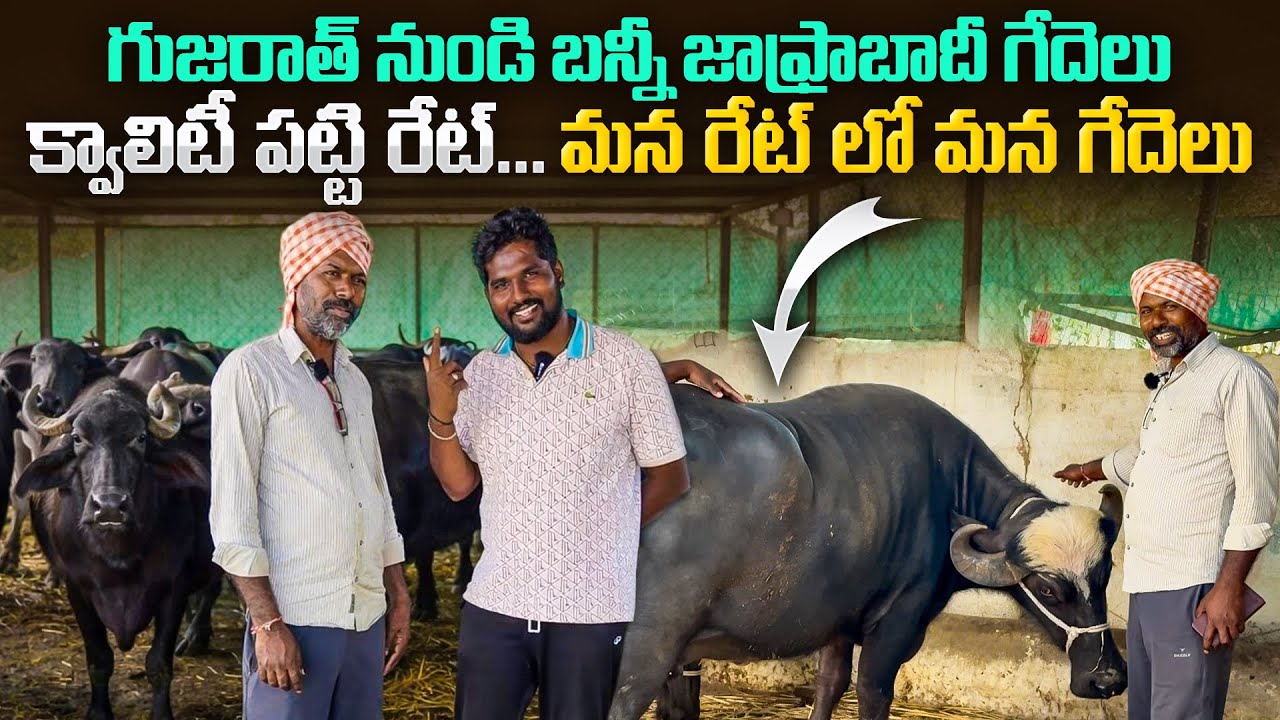 Gujarath bufflos in our Budget and quality||బన్నీ జాఫ్రాబాదీ గేదెలు క్వాలిటీ పట్టి మన రేట్లో గేదెలు