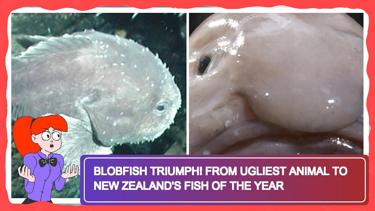 BlobFish Triumph! From Ugliest Animal to New Zealand's Fish of the Year