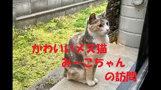 猫のメイとさつき「みーこちゃんの訪問」 by 猫のメイとさつき（Satsuki & Mei） 906 views 1 year ago 3 minutes, 23 seconds