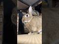 テーブルの下でコッソリ何か企む⁉️🐰🐇😜