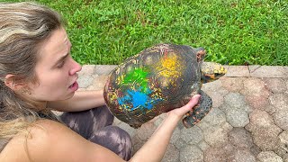 HELPLESS TORTOISE FOUND COVERED IN TOXIC PAINT!