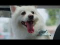 Your Dog’s New Favourite Ride | JAECOO UK